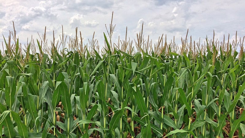 Maze Image